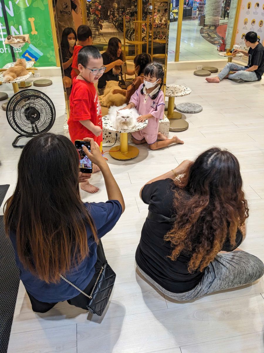Không gian thật và những bé mèo tại CATFE