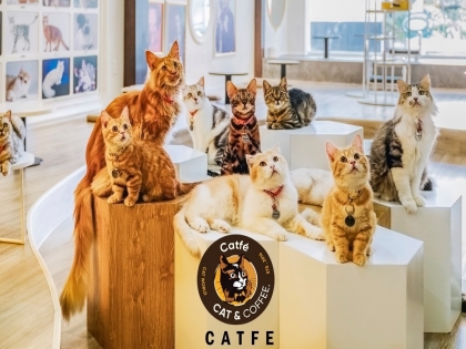 Review cafe mèo CATFE quận 1
